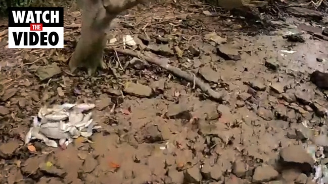 Thousands of dead fish wash up on Sydney’s Parramatta River