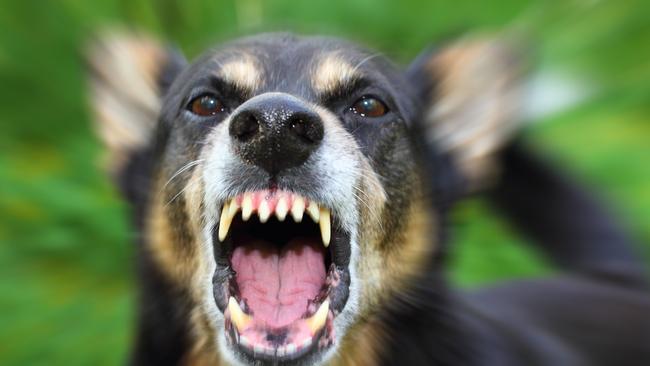 There has been a 16 per cent jump in dog harassments and attacks over the past year. Picture: File