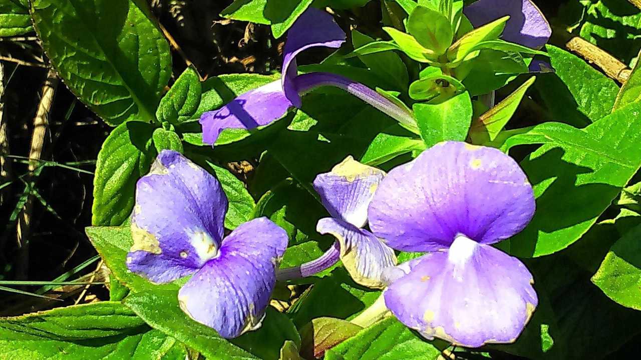 NATURE'S HELPER: I grow snakevine for the endangered blue banded bee. Picture: Donna Gibbs