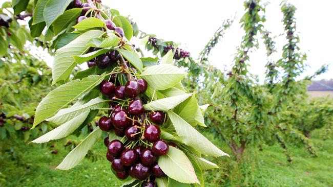 A Huon Valley farm has been fined $40,000 for violating work health and safety standards