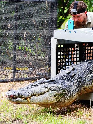 One-eyed crocodile removed from Townsville’s Strand moves into ...