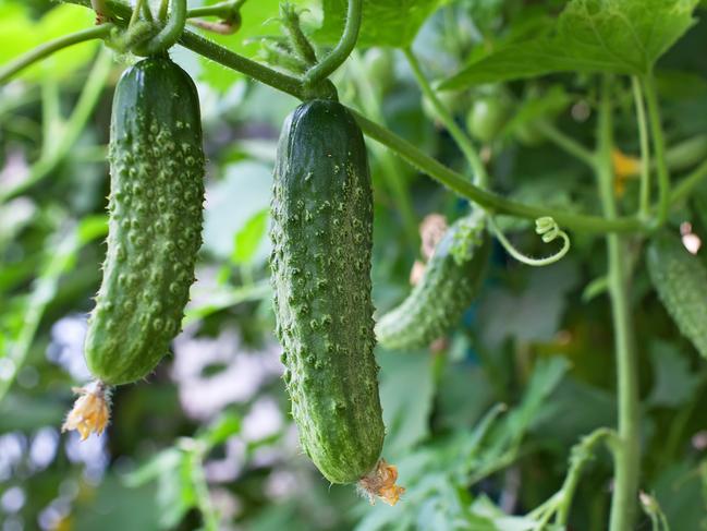 Cucumbers in the garden. Istock