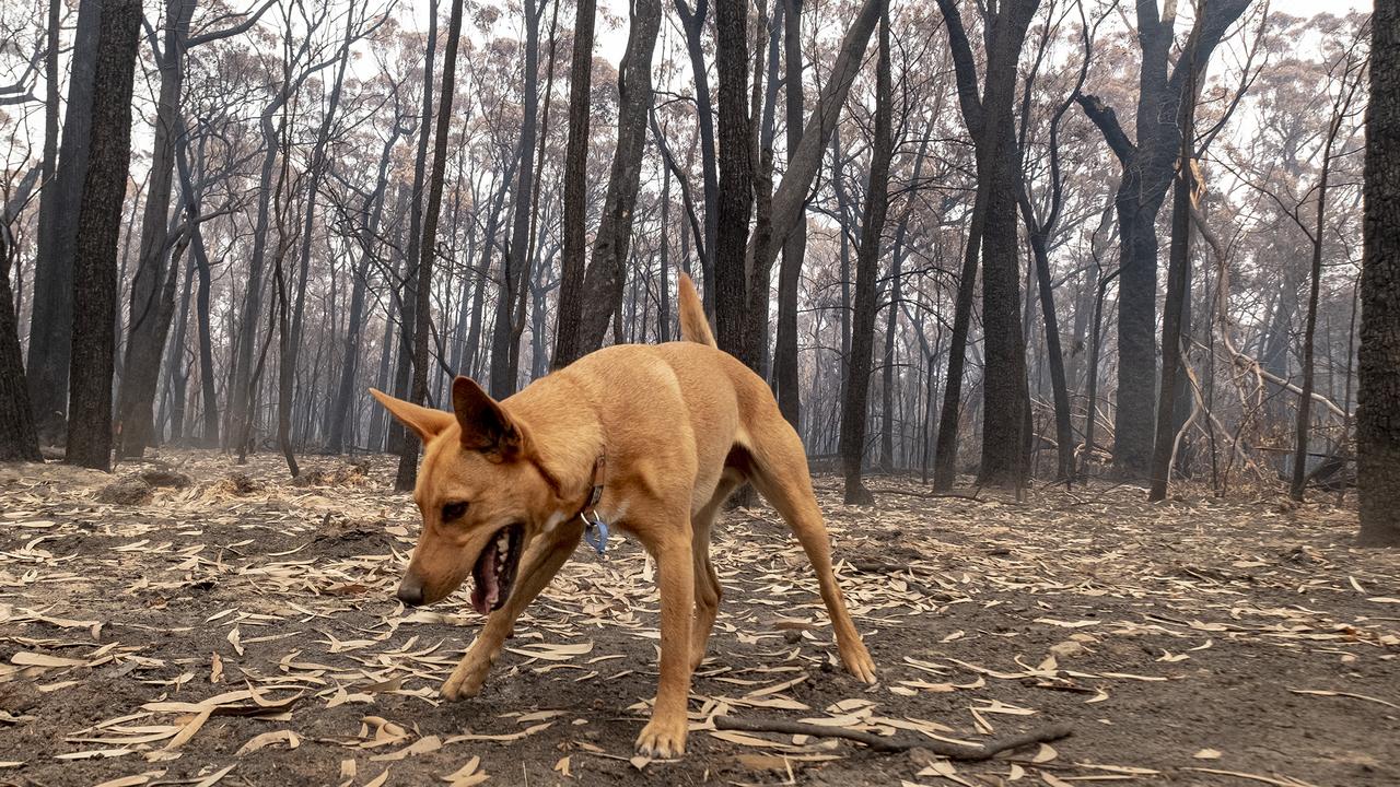 A dog plays in front of burnt trees in Mallacoota on January 15, 2020. Picture: Getty Images