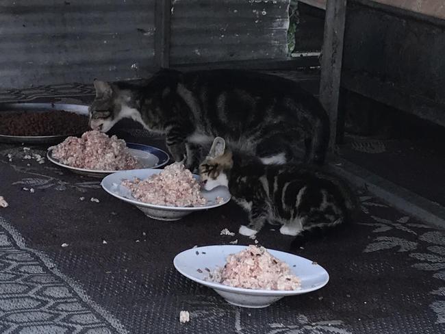 The cats are fed, but Community Cat Carers is calling for donations to help with desexing. They’re also pushing for a change in the law, so all cats will be desexed. Picture: Community Cat Carers