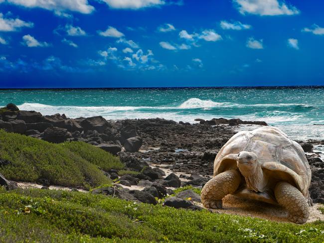 Giant tortoises live on the Galapagos. Picture: iStock