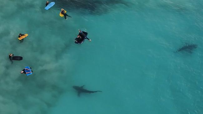 Unfortunately, the surfers aren’t the only ones soaking up the sea and sunshine. Bronze whaler sharks hunt just metres from people. Pictures: Diimex / Sean Scott