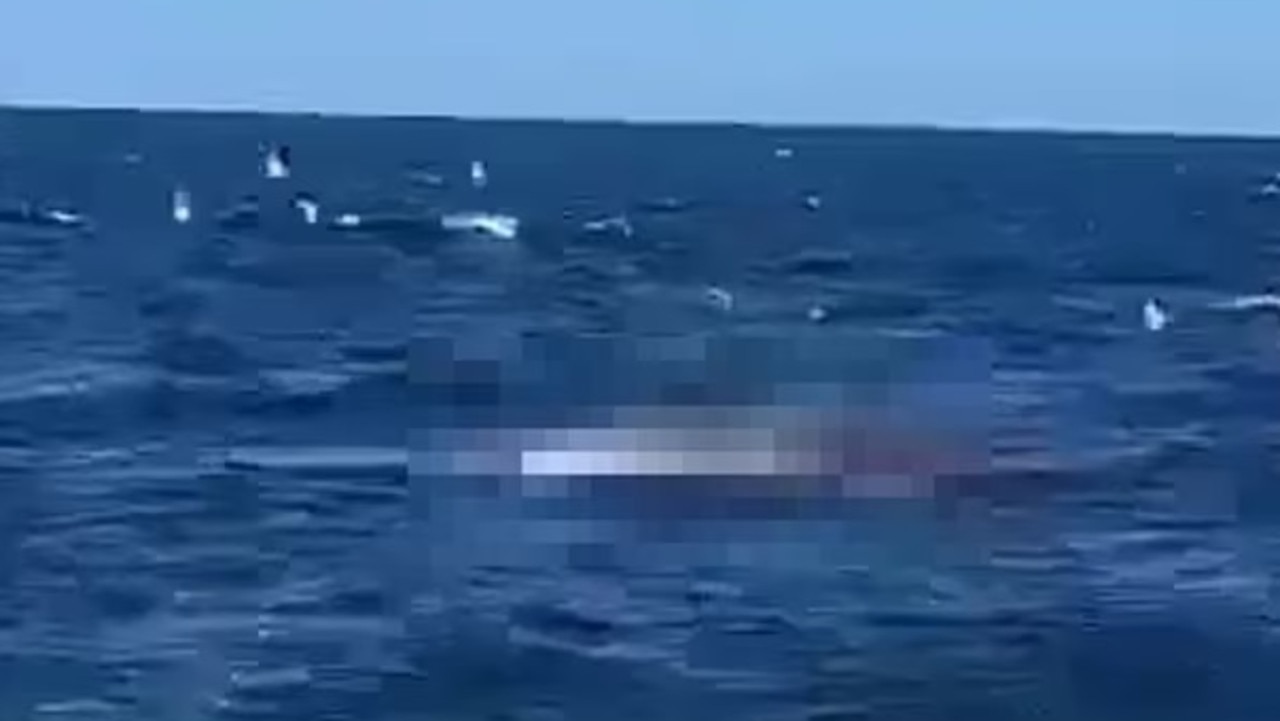 Sydney Shark Flash Game Playthrough 
