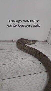 Horror way snakes sneak into your home