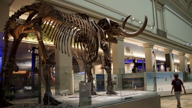 National Museum of Natural History. Picture: Kate Armstrong; From Beyond the Monuments in Washington DC, Hardie Grant.