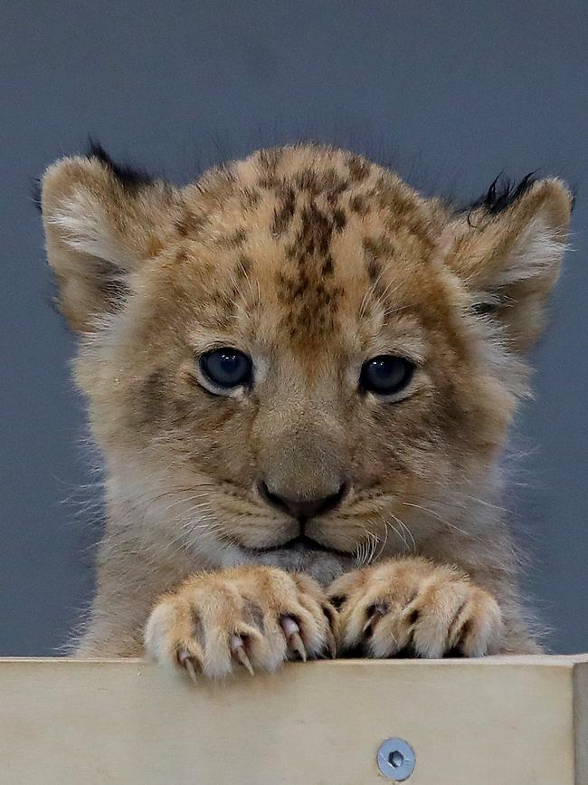 One of the cute little cubs. Picture: Toby Zerna