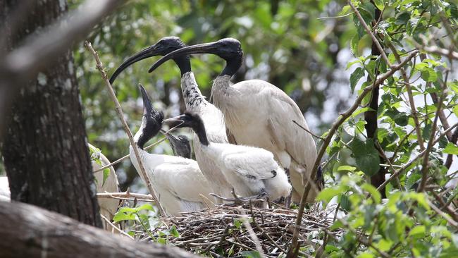 TMR is installing new birdproof fences around the Exit 38 interchange on the M1 at Yatala after current fencing proved no deterrent to nesting Ibis. Picture Glenn Hampson