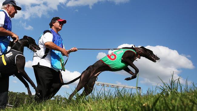 The NSW greyhound industry employs more than 15,000 people. Their jobs may suffer a serious blow with today’s announcement. Picture: Phil Hillyard