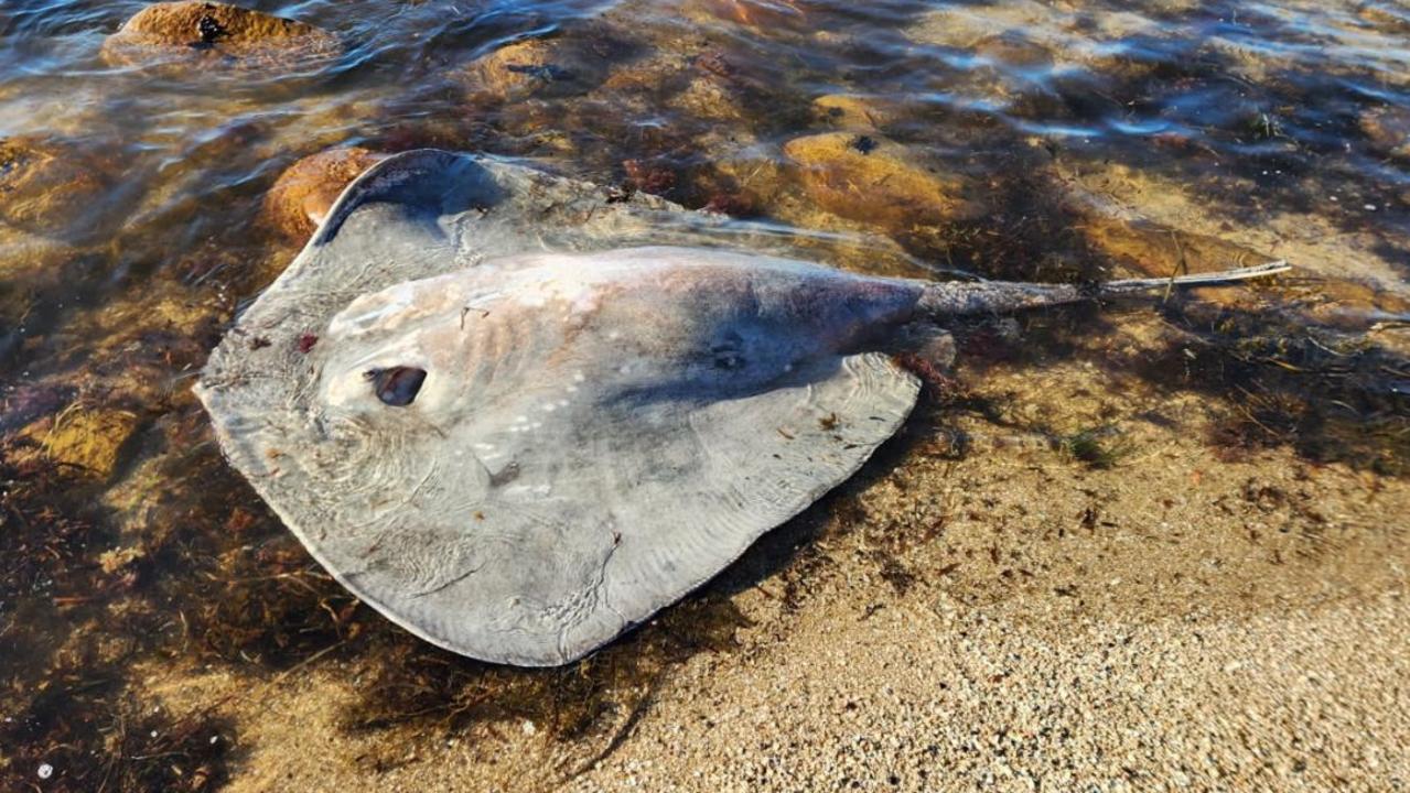 A dead Eagle Ray was found washed up on the same beach on the Yorke Peninsula on Monday morning. Picture Supplied