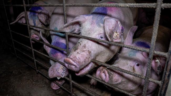 Sows gnaw at the bars of a group housing pen Nagambie Breeder, Bailieston VIC. Picture: Farm Transparency Project