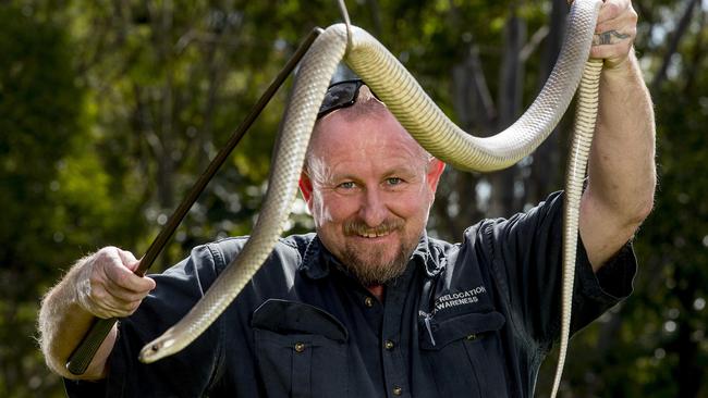 Gold Coast and Brisbane Snake Catcher’s Tony Harrison pictured with an eastern brown snake last year. Picture: Jerad Williams