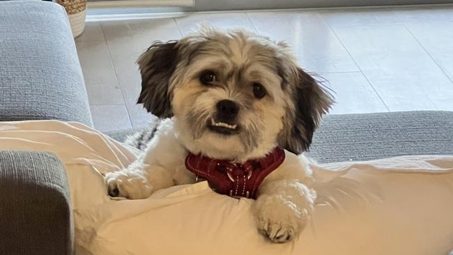 Bobby, a maltese x shihtzu, sent in by Karina Robinson, Mawson Lakes.