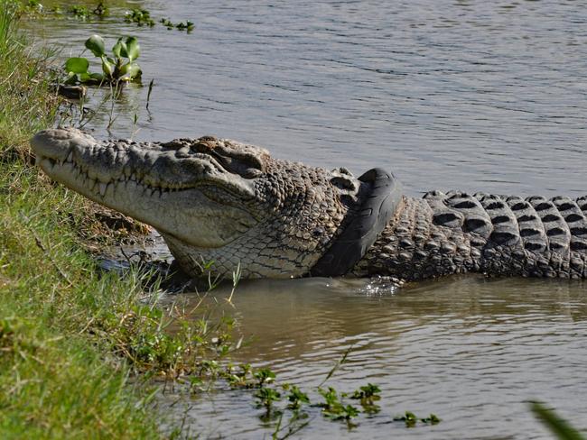 NT Croc Wrangler Matt Wright will returned home from Indonesia, unsuccessful from his first attempt to remove a motorcycle tyre from a crocodile but plans to return in May to finish the job. (Photo by NANANG / AFP)