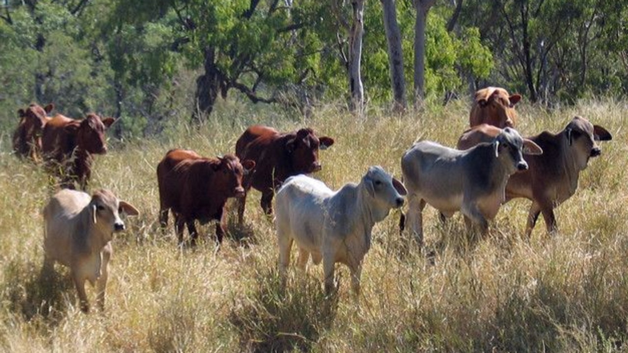 The supplement can reduce a cow’s methane release by 90 per cent. Picture: CSIRO