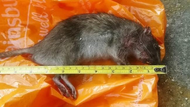 One of the giant foot-long rats which have invaded homes in Kent, UK. Picture: Mega Online
