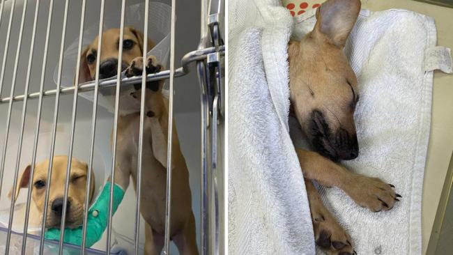 Five puppies with parvovirus were recently surrendered to Angel Paws Pet Rescue in Townsville. Picture: Facebook