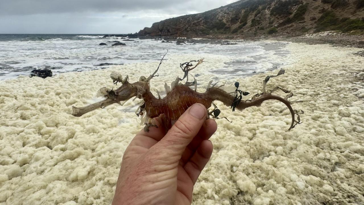 SA’s sea of troubles: Expert’s grim take on worst ever marine crisis