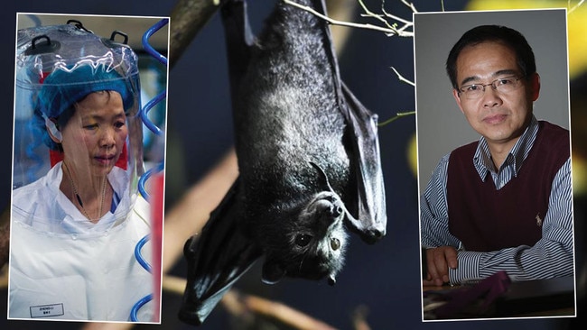 Chinese virologist Shi Zhengli – also known as 'the bat lady of Wuhan', left and acclaimed bat scientist, Linfa Wang, who once worked in Australia and is now based in Singapore. Pictures: Supplied / News Corp / News Corp