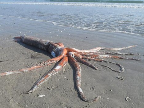 Rare giant squid specimen is washed up on Golden Mile Beach in Brittania Bay on Sunday, 7 June 2020. Picture: Adéle Grosse © Iziko Museums of South Africa.