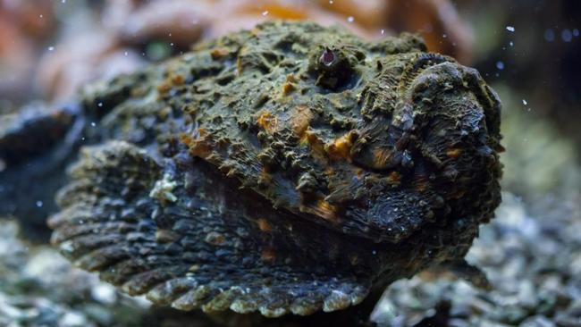 The stonefish venom causes severe pain and swelling and can kill tissues, stop your arms and legs from functioning and put your body into shock.