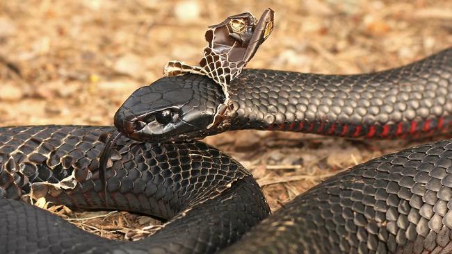 A red-bellied black snake shedding its skin. Picture: Rob Ambrose from Sydney Snake Catchers