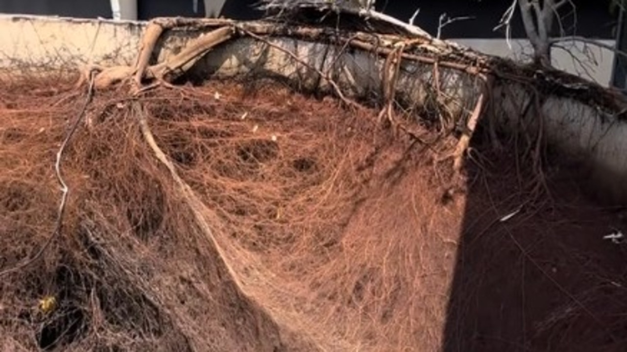 The mind-blowing mass that took over an entire water tank. Source: BigCountryEarthworks/TikTok