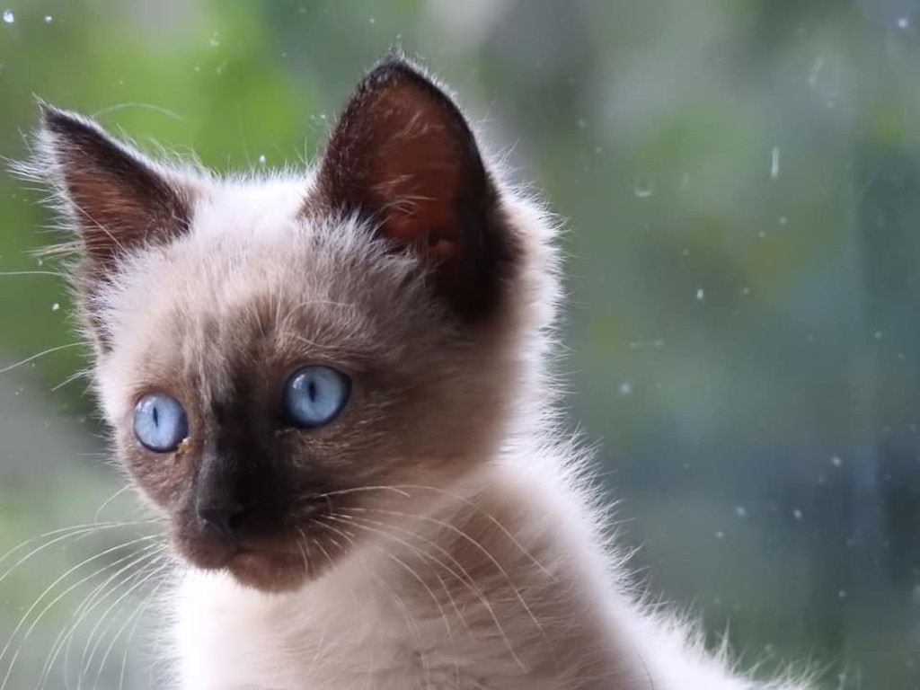 Fudge (rescued kitten) Picture: Daniel Cook. Cutest cats in Pine Rivers.