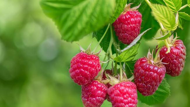 Berries such as raspberries and blackberries could be particularly affected by a shortage of contract hives, according to one industry expert. Picture: Supplied.