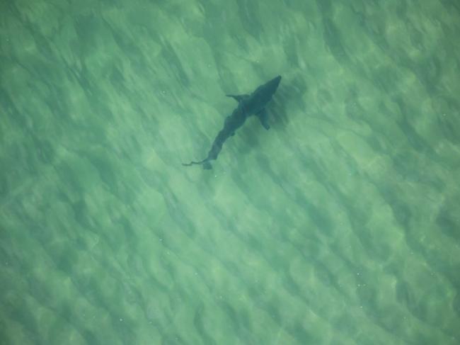 A 4.5m great white shark was tagged and released at Evans Head in NSW.