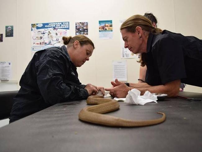 Vet nurse Trish Prendergast (left) and veterinarian Max Kadel treat the highly venomous snake. Picture: Joe Mackereth