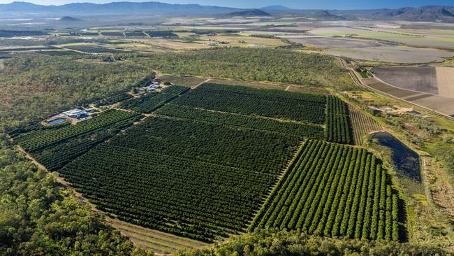 Agent Colliers is marketing three freehold properties in the Mareeba region planted with 98.79ha of Hass and Shepard avocados labelled the Ã¢â¬ÅPaddys Green Horticulture PortfolioÃ¢â¬Â.