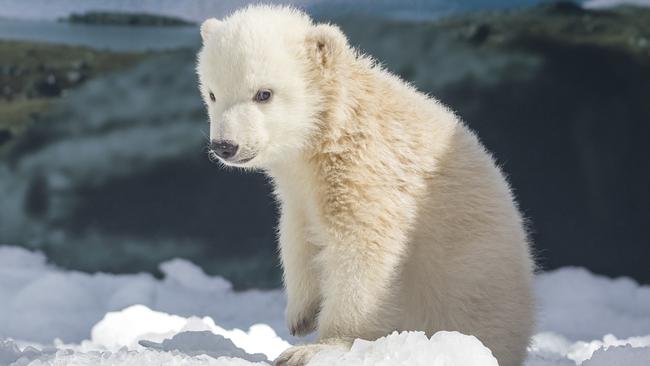 The little cutie is expected to make her public debut late next month. Photo: Sea World