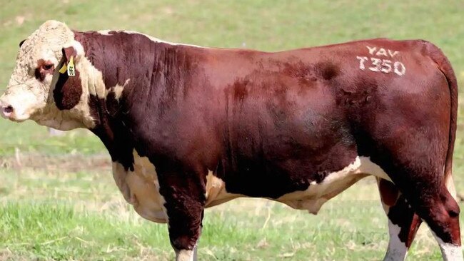 Yavenvale Trump Card T350 the bull that made $96,000 from Yavenvale, Adelong, NSW, and sold to the Baulch family, Jaclinton stud, Warrnambool.