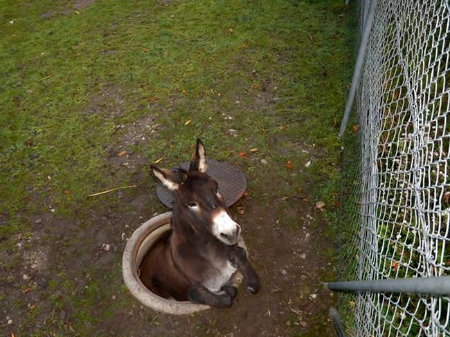 The distressed animal was stuck beside a playground.