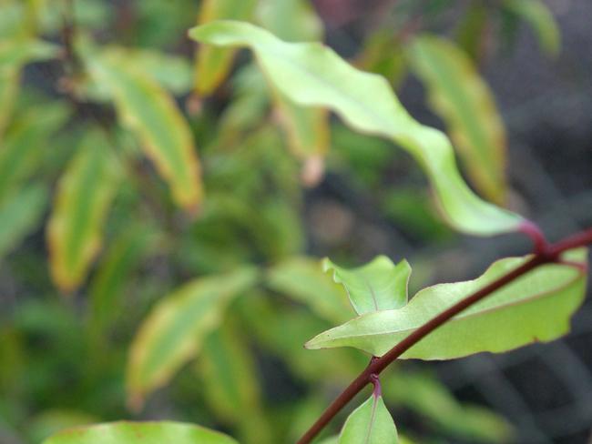 An aniseed myrtle plant.