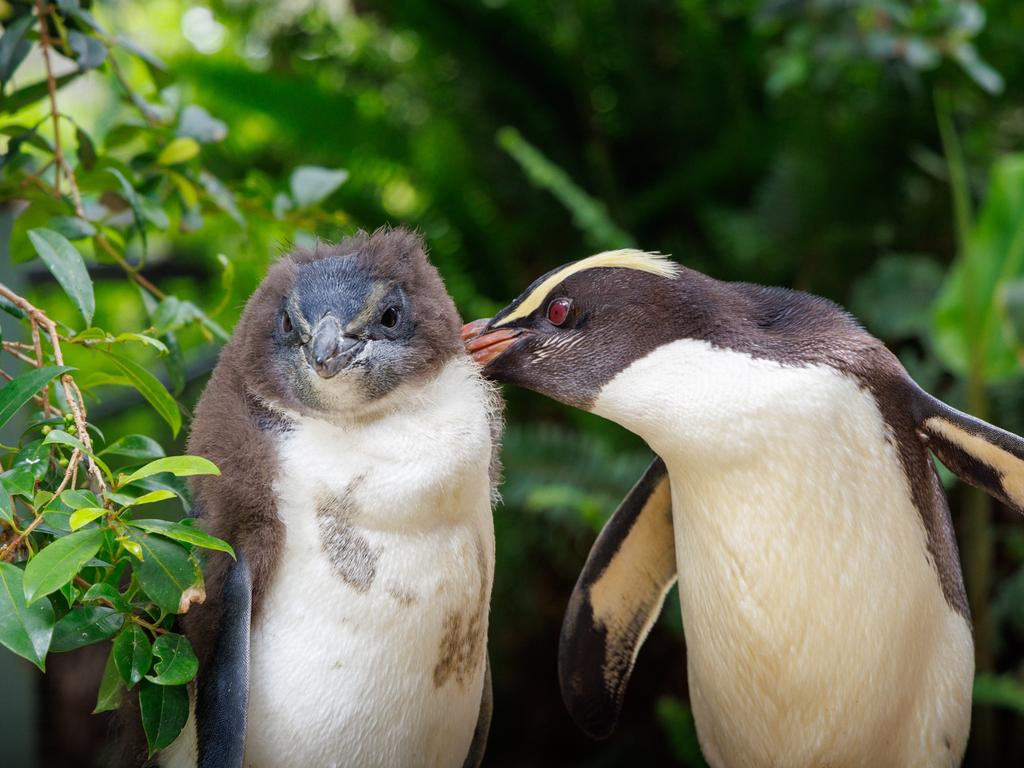 KIDS NEWS. Taronga Zoo 9-week-old Fiordland Penguin chick with mother penguin Dusky. Picture: Taronga Zoo