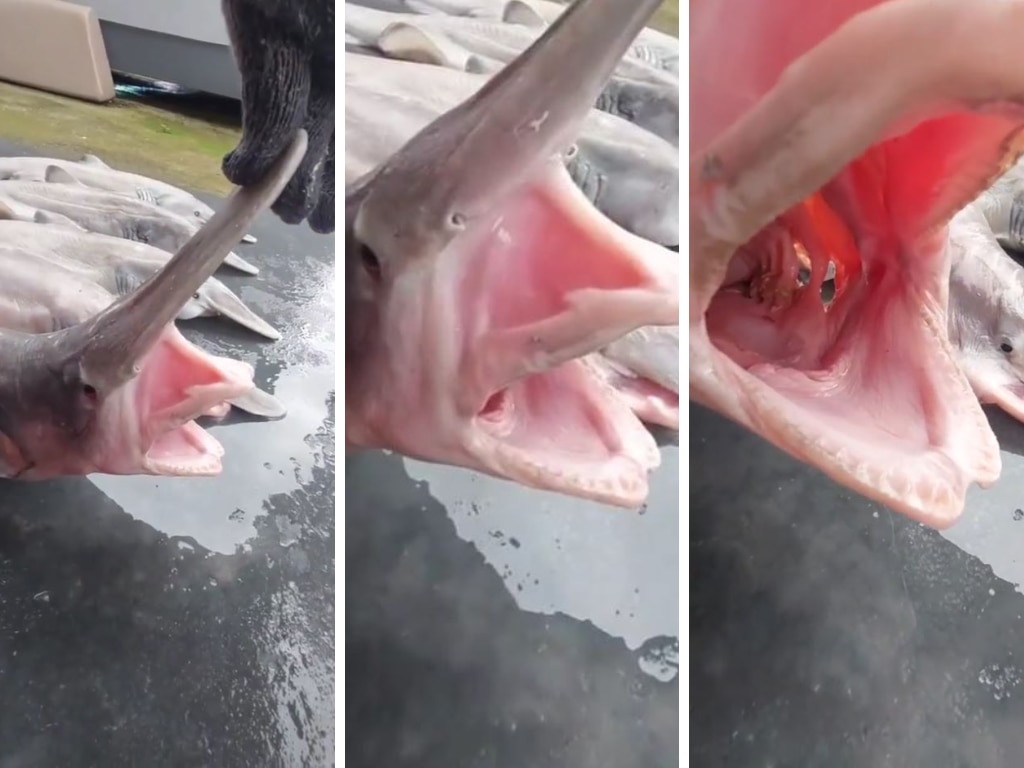 Baby goblin sharks. Picture: Taiwan Ocean Artistic Museum