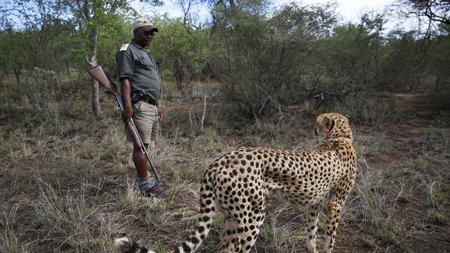 One of two Cheetah brothers, Floppy, allows ranger Shadek to walk with him as he hunts, in Tshukudu Game Reserve in South Africa. Africa is not our garden. It is not our parcel of land’ to be organised from outside by Europeans and Americans. Picture: Dylan Robinson