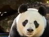 Australia’s relations with China reach peak panda