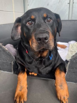 Magenta, Rottweiler, time in care 189 days, at RSPCA. Picture: Supplied