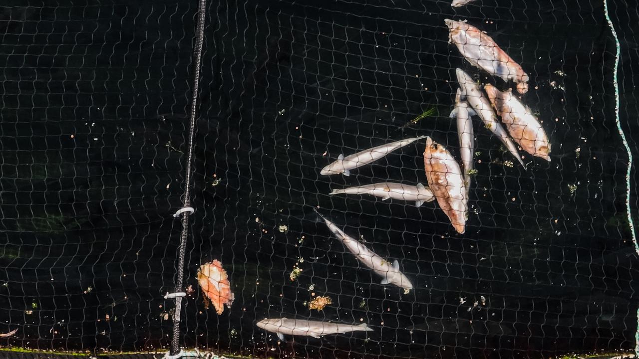 ‘Unprecedented’ mass salmon die-off officially ends