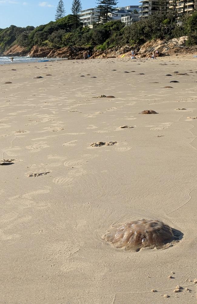 Brown 'snotty' jellyfish washed up on Sunshine Coast beaches. Picture: Kathy Sundstrom.