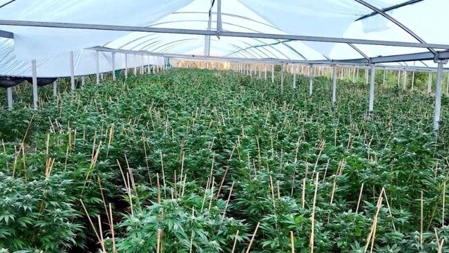 A cannabis crop located near Gympie during Operation Vitreus. Picture: Queensland Police Service