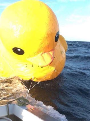 Daphne the Duck being towed back to shore by a fisherman. Picture: Facebook