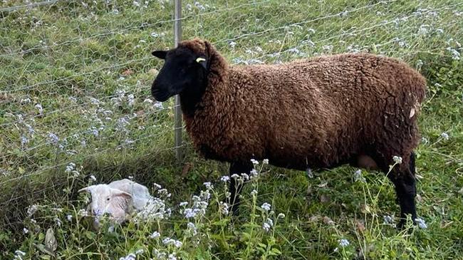 The Te Kloot' sheep, Boo. Picture: Supplied.