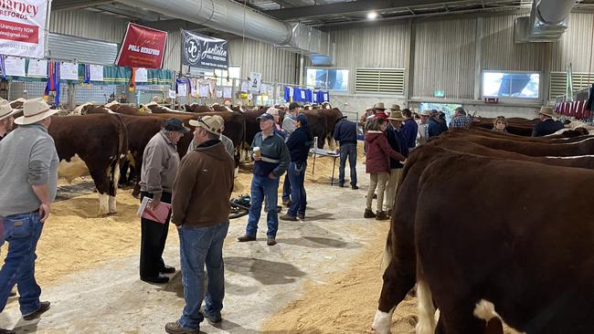 Buyers and vendors gather before the sale at the Herefords Australia National Show and Sale at Wodonga. Picture: Fiona Myers